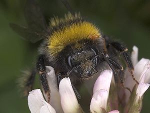 Bombus semenoviellus