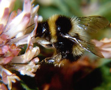 Bombus sichelii alticola, A