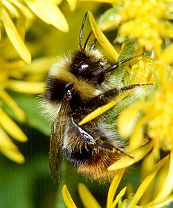 Bombus sichelii alticola, W N