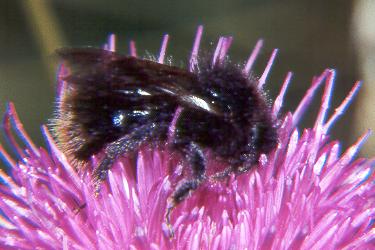 Bombus soroeensis proteus, A N