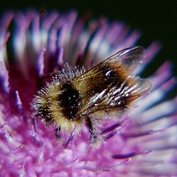 Bombus soroeensis proteus, A N