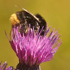 Bombus soroeensis proteus