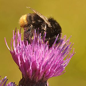 Bombus soroeensis proteus