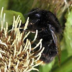 Bombus soroeensis proteus, W