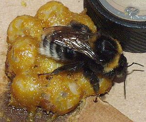 Bombus subterraneus, W