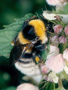 Bombus subterraneus latreillelus, W