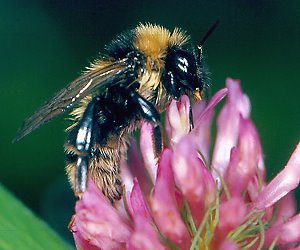 Bombus subterraneus, M