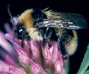 Bombus subterraneus, M