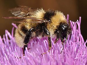 Bombus subterraneus, M