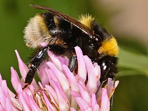Bombus subterraneus, M