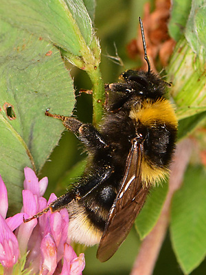 Bombus subterraneus, M