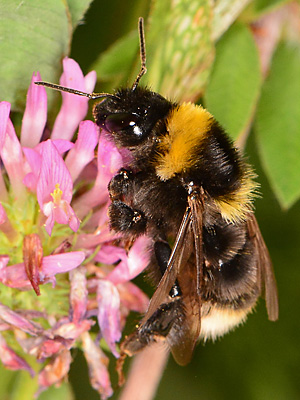 Bombus subterraneus, M