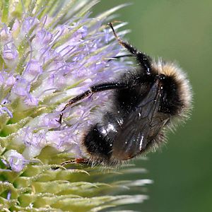 Bombus sylvestris, M