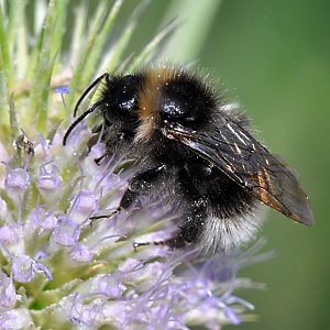 Bombus sylvestris, M
