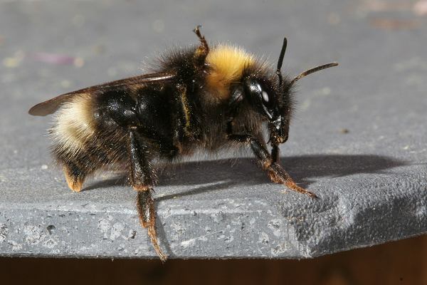 Bombus sylvestris, W