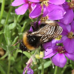 Bombus sylvestris, W