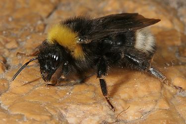Bombus sylvestris, W