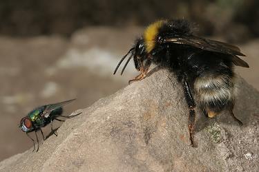 Bombus sylvestris, W
