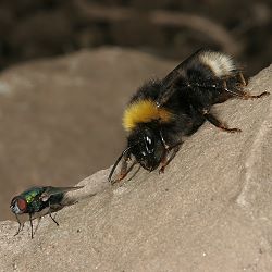 Bombus sylvestris, W