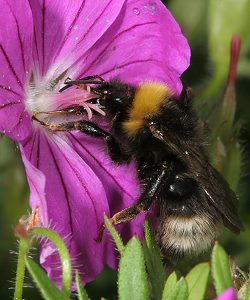 Bombus sylvestris, W