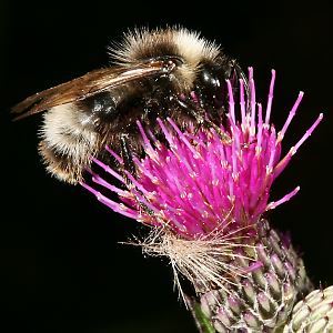 Bombus sylvestris, M