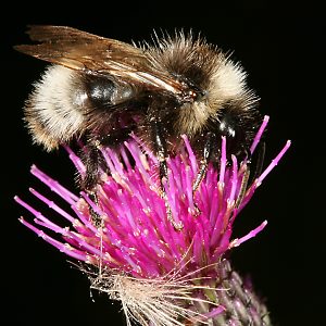Bombus sylvestris, M