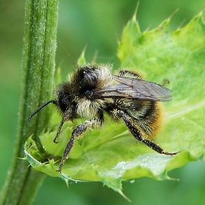 Bombus sylvarum