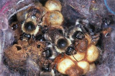 Bombus sylvarum im Nest