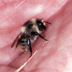 Bombus sylvarum: kleine Arbeiterin auf der Hand