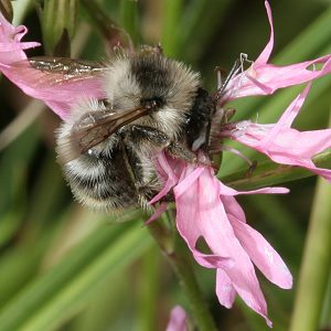 Bombus sylvarum, A an Lychnis flos-cuculi