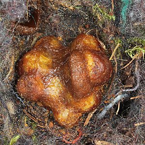 Bombus sylvarum: Wabe