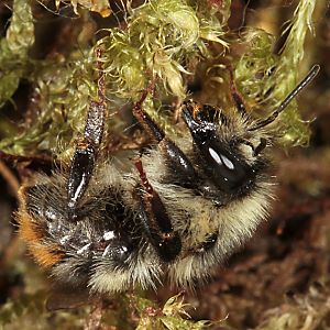 Bombus sylvarum