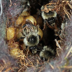 Bombus sylvarum, A auf Kokons
