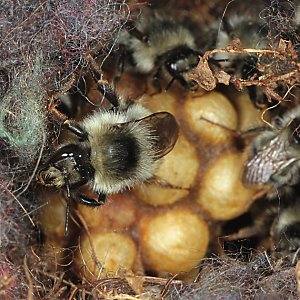 Bombus sylvarum, A auf Kokons