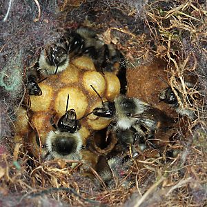 Bombus sylvarum, A auf Kokons