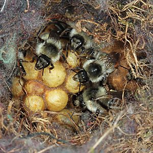 Bombus sylvarum, A auf Kokons