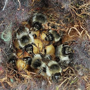 Bombus sylvarum, A auf Kokons