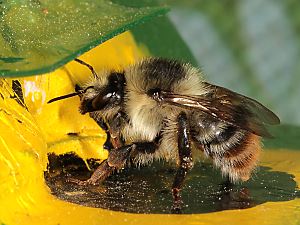 Bombus sylvarum, A auf Kokons