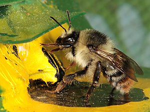 Bombus sylvarum, A auf Kokons