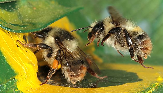 Bombus sylvarum, A im Anflug an Wachsmottenklappe