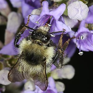 Bombus sylvarum, M