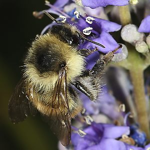 Bombus sylvarum, M