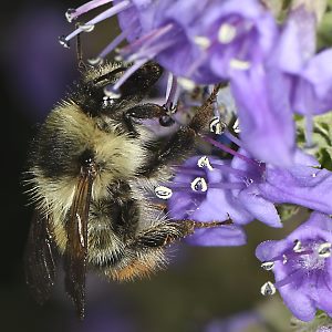 Bombus sylvarum, M