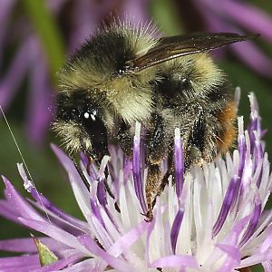 Bombus sylvarum, A