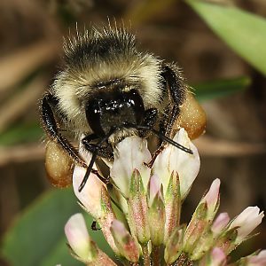 Bombus sylvarum, A an Wei&szlig;klee (1)