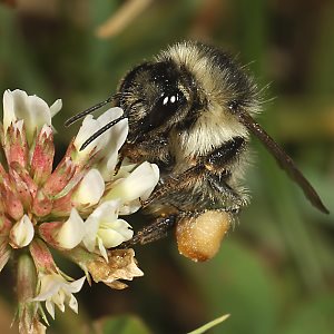 Bombus sylvarum, A an Trifolium repens (2)