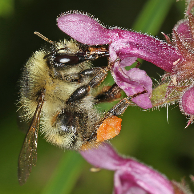 Bombus sylvarum, A an Waldziest (1)