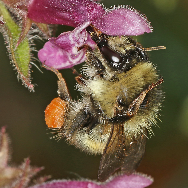 Bombus sylvarum, A an Waldziest (2)