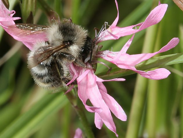 Bombus sylvarum, A an Lychnis flos-cuculi