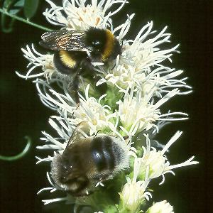 Bombus terrestris?